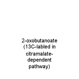 2-oxobutanoate (13C-labled in citramalate-dependent pathway)
